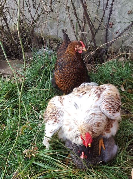  - A- Wyandotte - 2019 - 2020