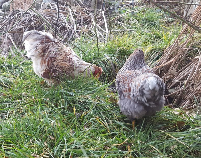  - A- Wyandotte - 2019 - 2020