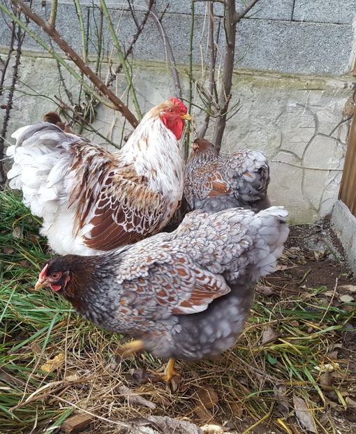  - A- Wyandotte - 2019 - 2020