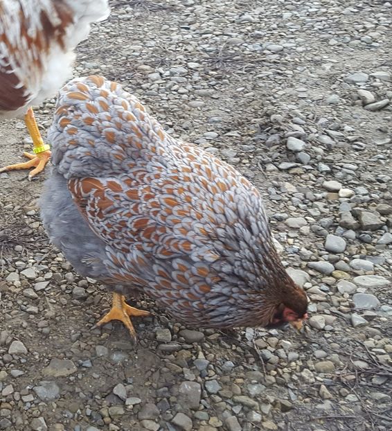  - A- Wyandotte - 2019 - 2020