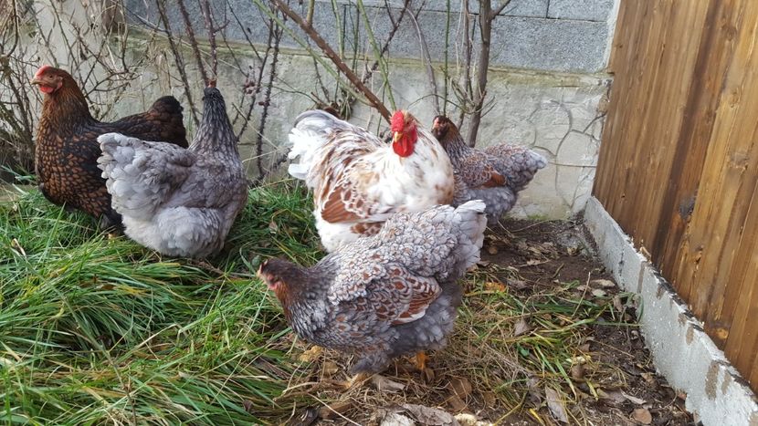  - A- Wyandotte - 2019 - 2020