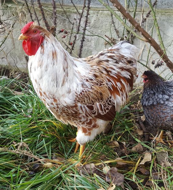  - A- Wyandotte - 2019 - 2020