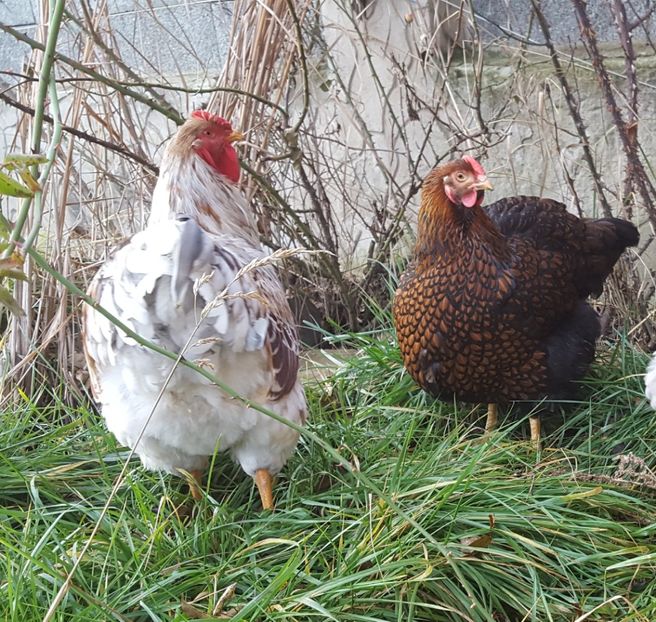  - A- Wyandotte - 2019 - 2020