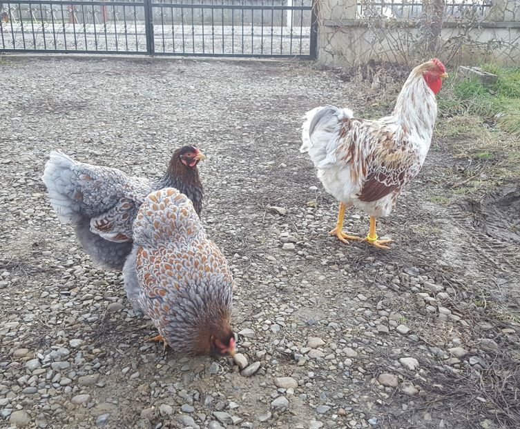  - A- Wyandotte - 2019 - 2020