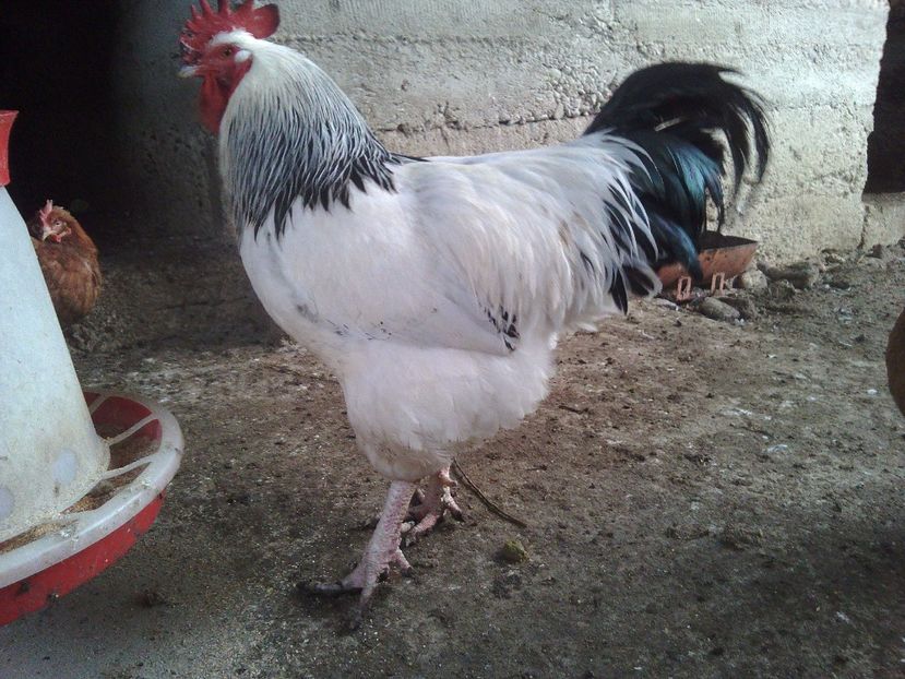  - Gaini susex de vanzare