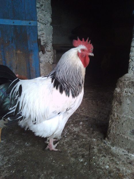  - Gaini susex de vanzare