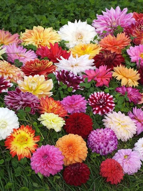 dalii in iarba_1 - 2015_06-10_Iunie-Oct