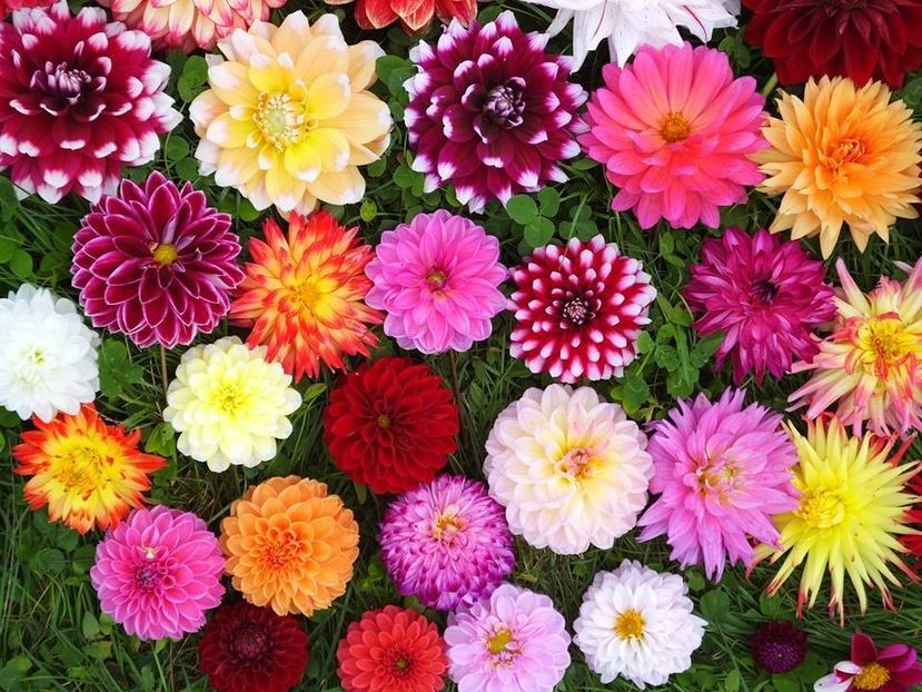 dalii in iarba_5 - 2015_06-10_Iunie-Oct