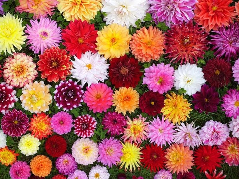 dalii in iarba_17 - 2015_06-10_Iunie-Oct