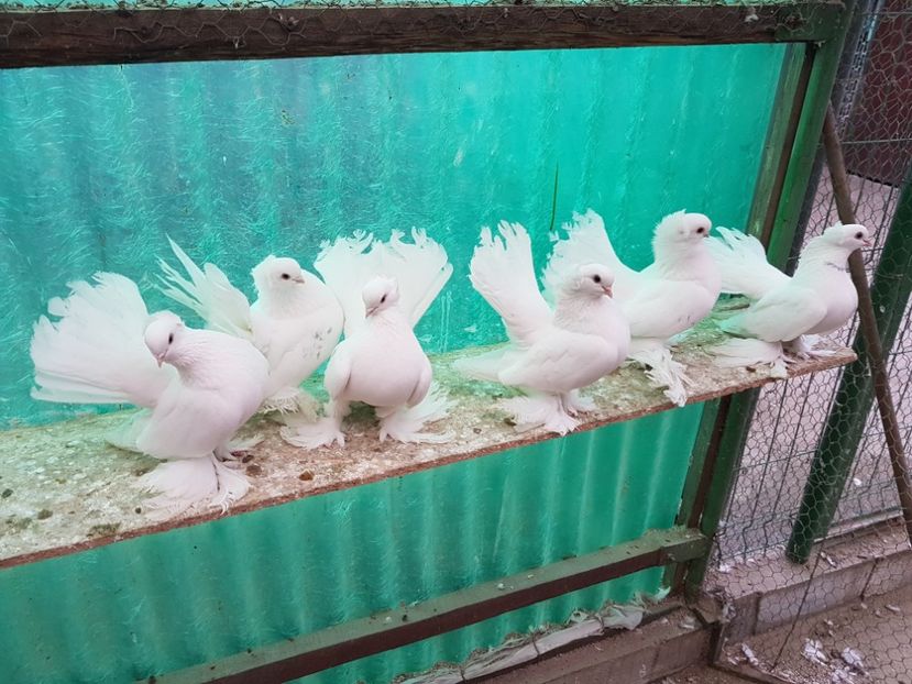 Perechi2017.Dnu.NICU Loc.Podari.Jud Dolj - 8___-PERSOANE CU CARE AM COLABORAT- VANZARI