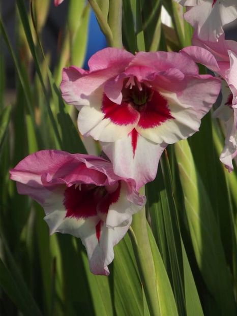 2015_gladiole_1 - 2015_06-10_Iunie-Oct