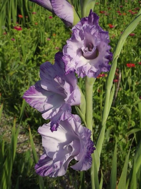 2015_gladiole_2 - 2015_06-10_Iunie-Oct