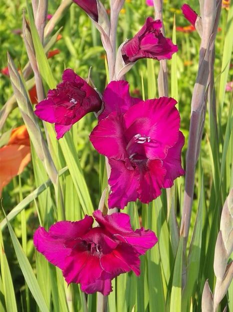 2015_gladiole_7 - 2015_06-10_Iunie-Oct