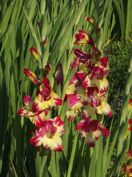 2015_gladiole_11 - 2015_06-10_Iunie-Oct