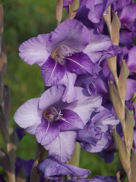 2015_gladiole_14 - 2015_06-10_Iunie-Oct