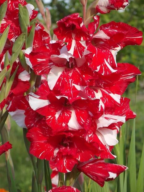 2015_gladiole_18 - 2015_06-10_Iunie-Oct