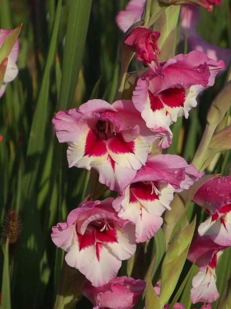 2015_gladiole_20 - 2015_06-10_Iunie-Oct