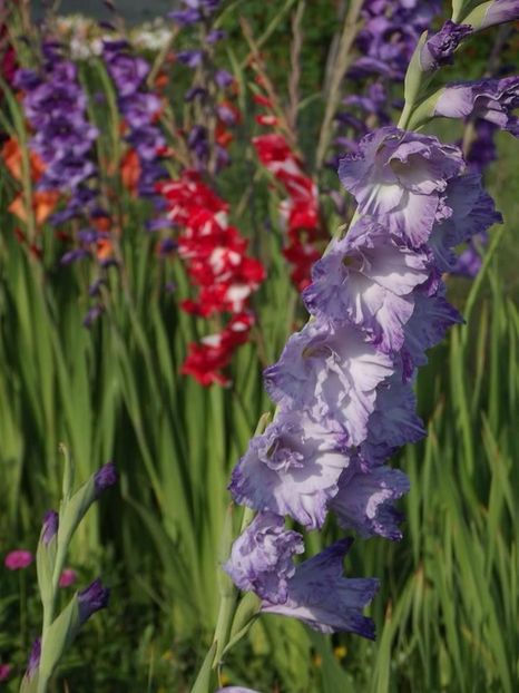 2015_gladiole_21 - 2015_06-10_Iunie-Oct
