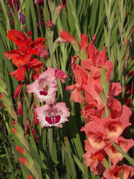 2015_gladiole_23 - 2015_06-10_Iunie-Oct