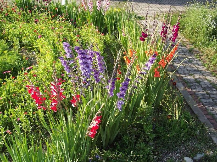 2015_gladiole_24 - 2015_06-10_Iunie-Oct