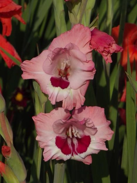 2015_gladiole_25 - 2015_06-10_Iunie-Oct