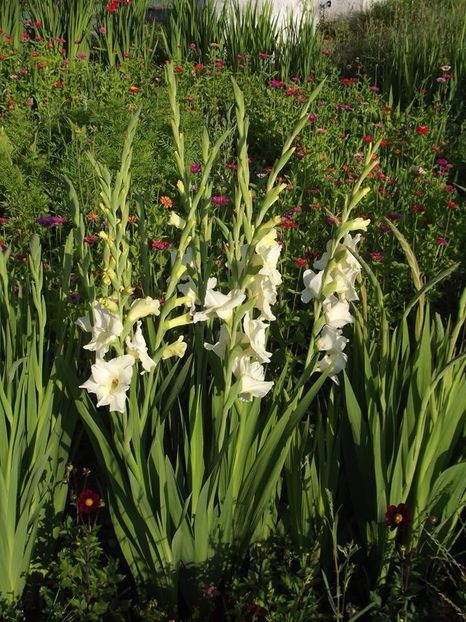 2015_gladiole_27 - 2015_06-10_Iunie-Oct