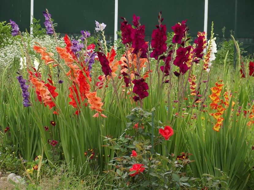 2015_gladiole_29 - 2015_06-10_Iunie-Oct