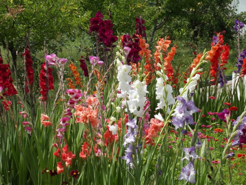 2015_gladiole_31 - 2015_06-10_Iunie-Oct