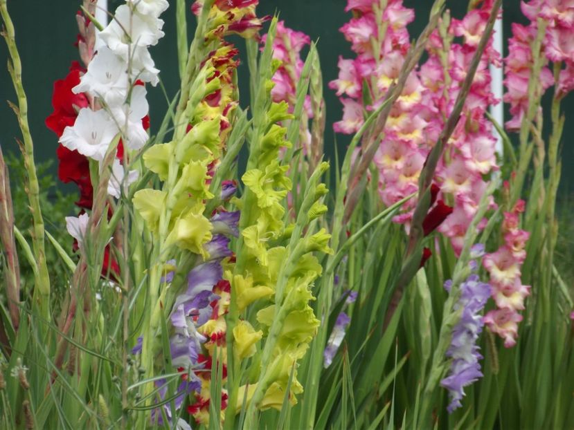 2015_gladiole_33 - 2015_06-10_Iunie-Oct