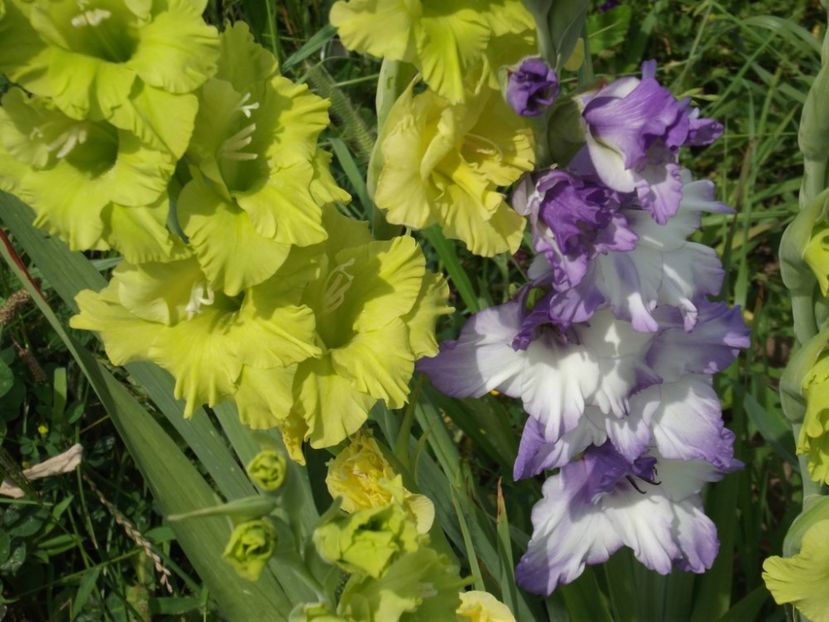 2015_gladiole_34 - 2015_06-10_Iunie-Oct