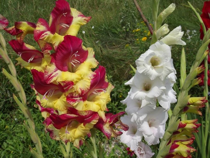 2015_gladiole_35 - 2015_06-10_Iunie-Oct