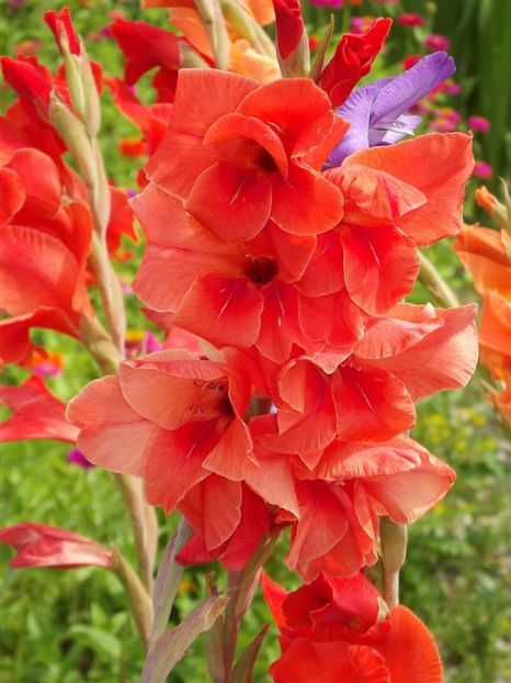 2015_gladiole_36 - 2015_06-10_Iunie-Oct