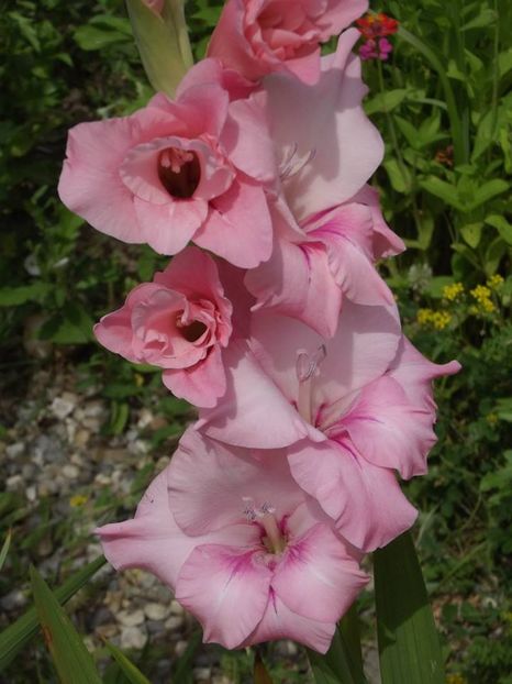 2015_gladiole_39 - 2015_06-10_Iunie-Oct