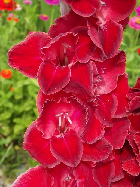2015_gladiole_40 - 2015_06-10_Iunie-Oct