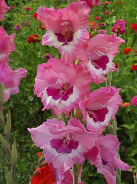 2015_gladiole_41 - 2015_06-10_Iunie-Oct