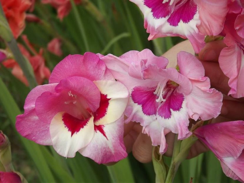 2015_gladiole_42 - 2015_06-10_Iunie-Oct