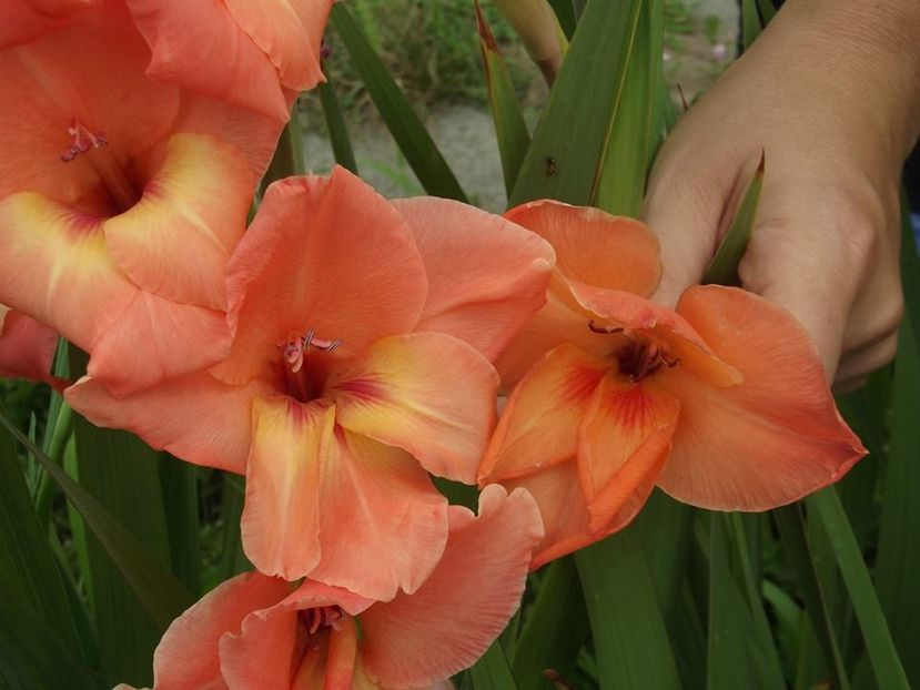 2015_gladiole_44 - 2015_06-10_Iunie-Oct