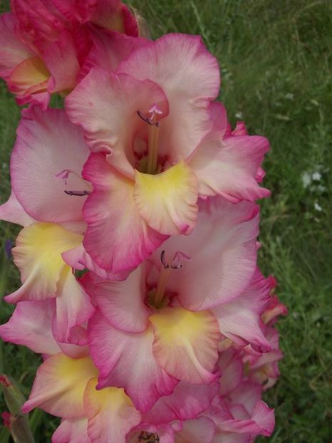 2015_gladiole_47 - 2015_06-10_Iunie-Oct