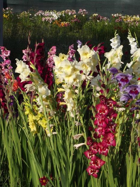 2015_gladiole_49 - 2015_06-10_Iunie-Oct