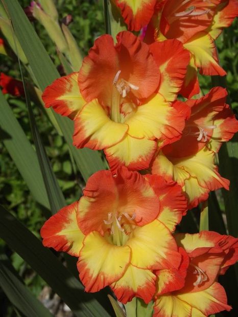 2015_gladiole_50 - 2015_06-10_Iunie-Oct