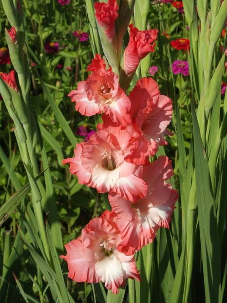 2015_gladiole_52 - 2015_06-10_Iunie-Oct