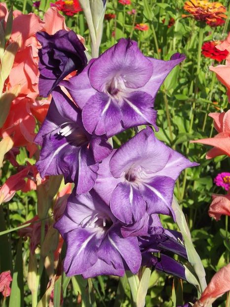 2015_gladiole_53 - 2015_06-10_Iunie-Oct