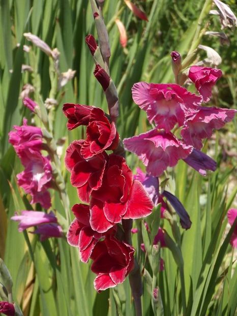 2015_gladiole_55 - 2015_06-10_Iunie-Oct