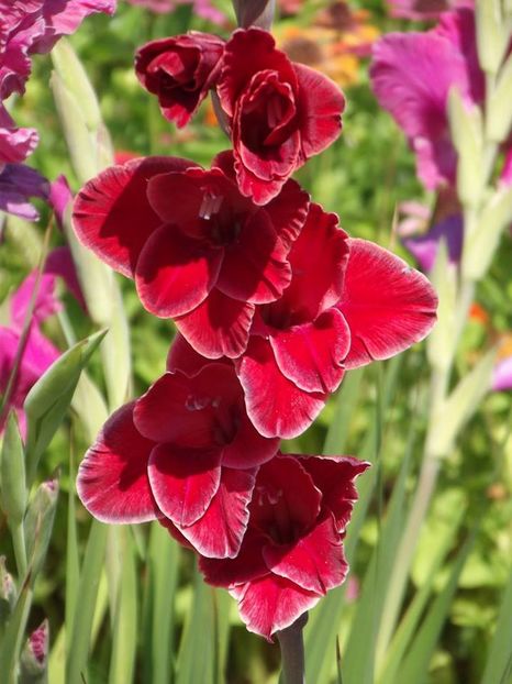 2015_gladiole_56 - 2015_06-10_Iunie-Oct