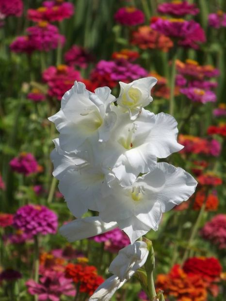 2015_gladiole_57 - 2015_06-10_Iunie-Oct
