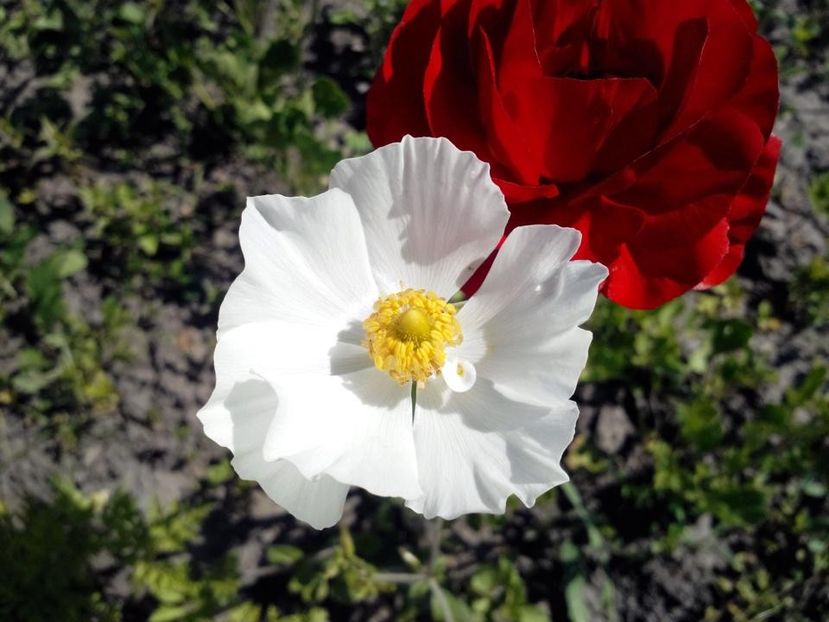2015_ranunculus_1 - 2015_06-10_Iunie-Oct
