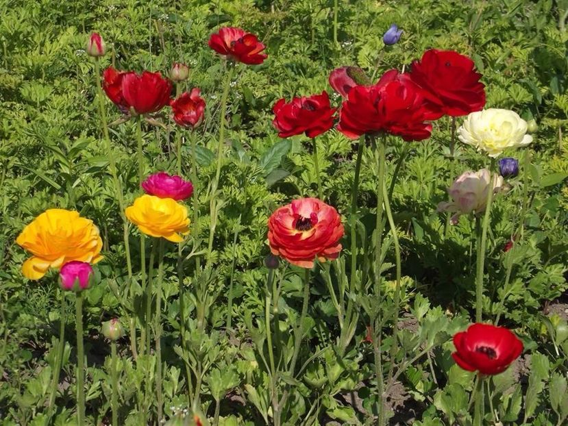 2015_ranunculus_2 - 2015_06-10_Iunie-Oct