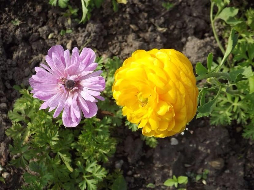 2015_ranunculus_4 - 2015_06-10_Iunie-Oct