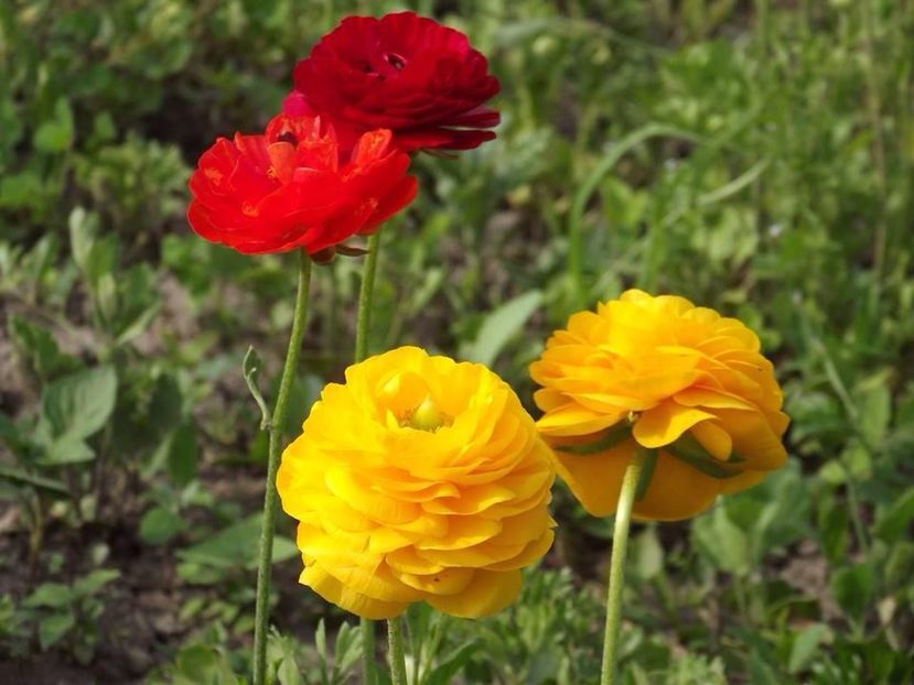 2015_ranunculus_8 - 2015_06-10_Iunie-Oct