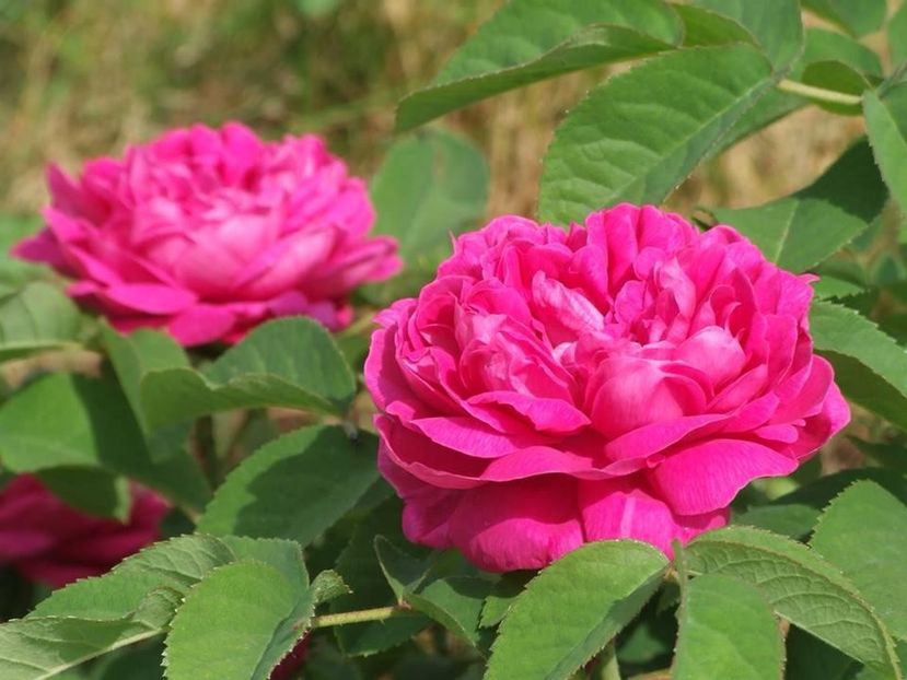 2015_tr_rose de rescht - 2015_06-10_Iunie-Oct